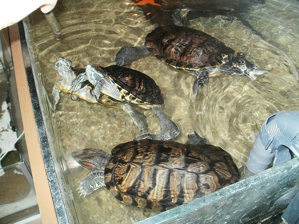 Krmení želvy nádherné
